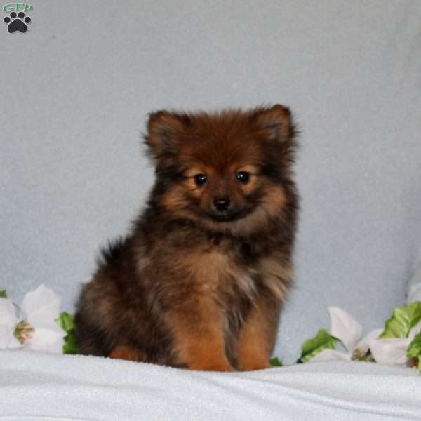 Dixie, Pomeranian Puppy